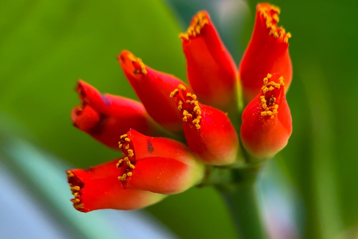 euphorobia